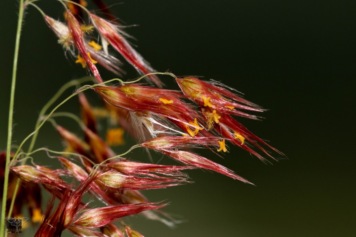 Melinis repens (Willd.) Zizka